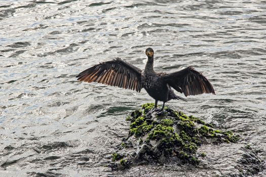 cormorant on cliffs in the sea