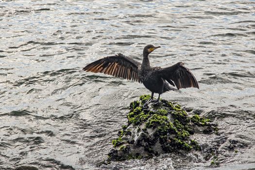 cormorant on cliffs in the sea