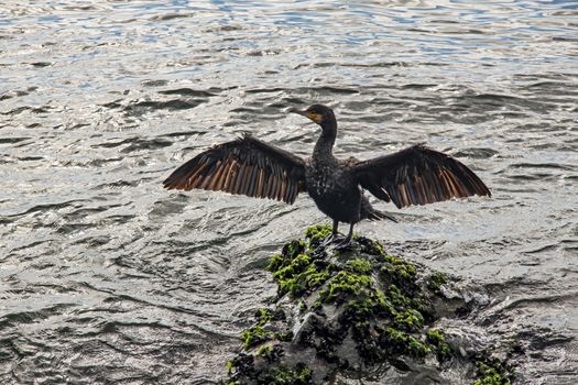 cormorant on cliffs in the sea