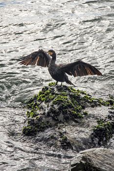 cormorant on cliffs in the sea