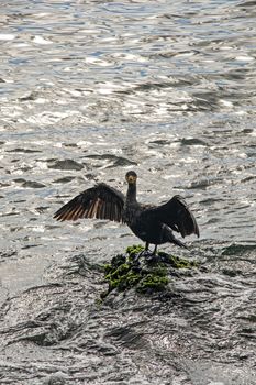 cormorant on cliffs in the sea