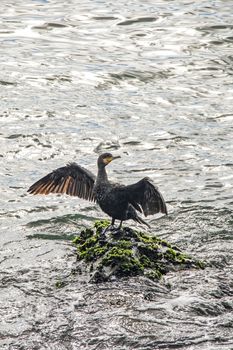 cormorant on cliffs in the sea