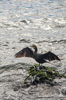 cormorant on cliffs in the sea