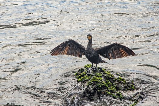 cormorant on cliffs in the sea