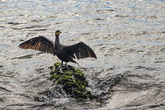 cormorant on cliffs in the sea