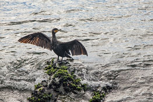 cormorant on cliffs in the sea