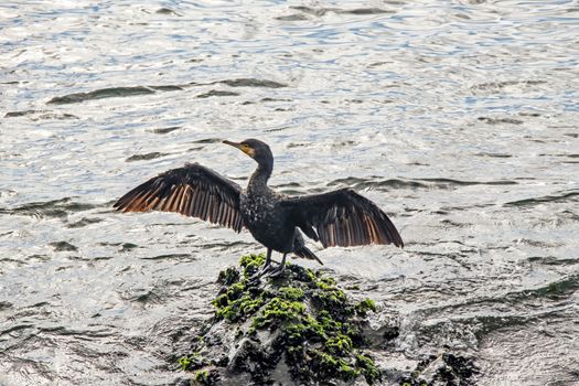 cormorant on cliffs in the sea