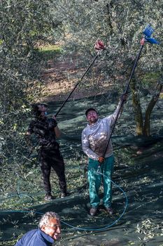 terni,italy november 10 2020:olive harvest in the November season with hydraulic hands