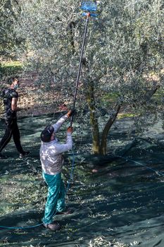 terni,italy november 10 2020:olive harvest in the November season with hydraulic hands