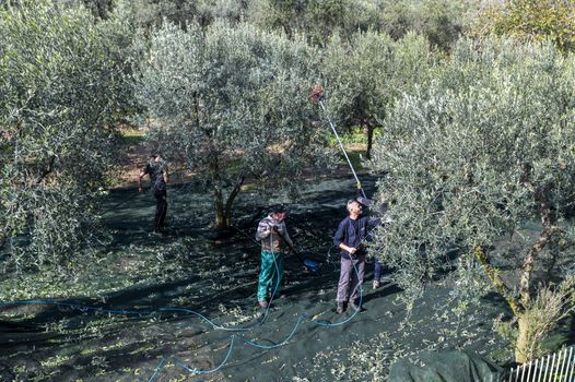 terni,italy november 10 2020:olive harvest in the November season with hydraulic hands