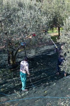 terni,italy november 10 2020:olive harvest in the November season with hydraulic hands