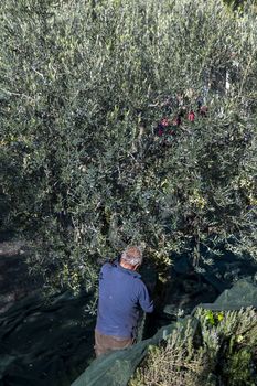 terni,italy november 10 2020:olive harvest in the November season with hydraulic hands