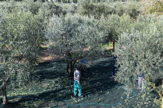 terni,italy november 10 2020:olive harvest in the November season with hydraulic hands