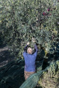 terni,italy november 10 2020:olive harvest in the November season with hydraulic hands