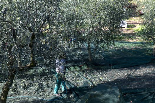 terni,italy november 10 2020:olive harvest in the November season with hydraulic hands