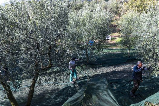 terni,italy november 10 2020:olive harvest in the November season with hydraulic hands