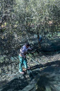 terni,italy november 10 2020:olive harvest in the November season with hydraulic hands