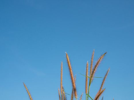 Close up of grass flowers On a sky background.soft focus images. selective focus