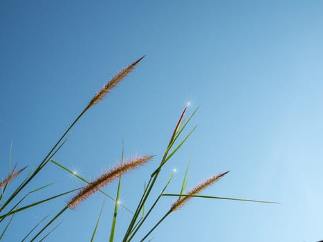 Close up of grass flowers On a sky background.soft focus images. selective focus