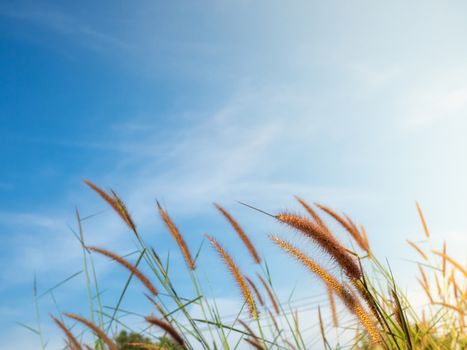 Close up of grass flowers On a sky background.soft focus images. selective focus