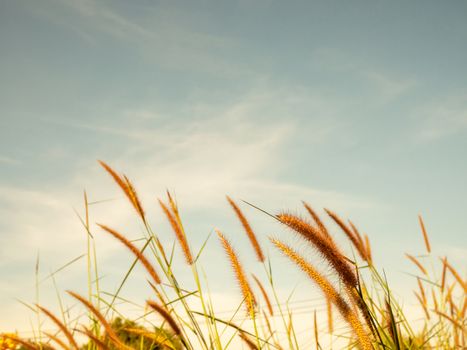 Close up of grass flowers On a sky background.soft focus images. selective focus