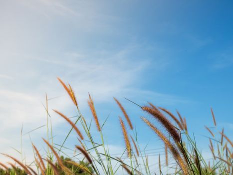 Close up of grass flowers On a sky background.soft focus images. selective focus