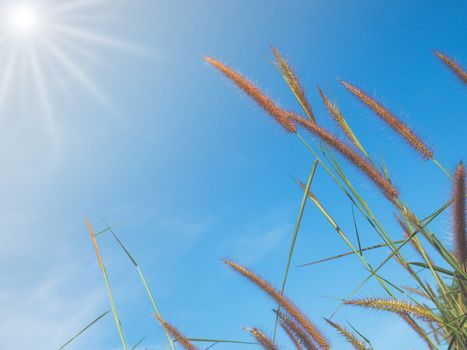 Close up of grass flowers On a sky background.soft focus images. selective focus