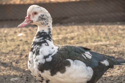 Female duck close-up. Indoda is on the farm.