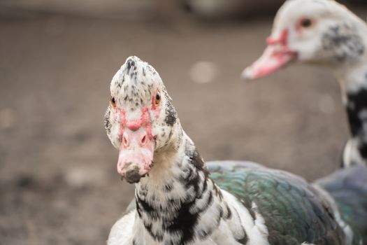 Female duck close-up. Indoda is on the farm.