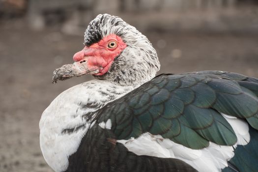 Male duck close-up. An Indo-duck Drake is walking on a farm.