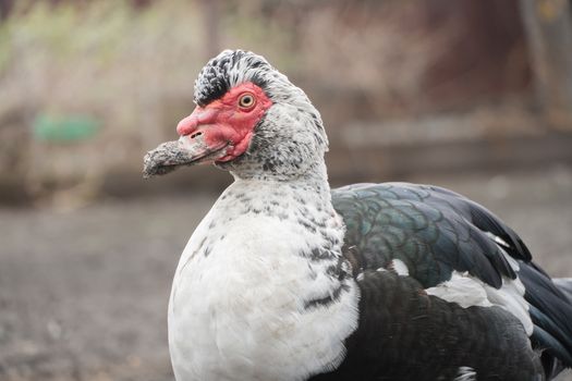 Male duck close-up. An Indo-duck Drake is walking on a farm.