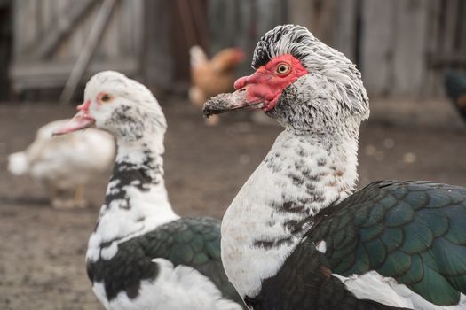 The male duck with the female close-up. Indo-duck Drake and duck walking around the farm