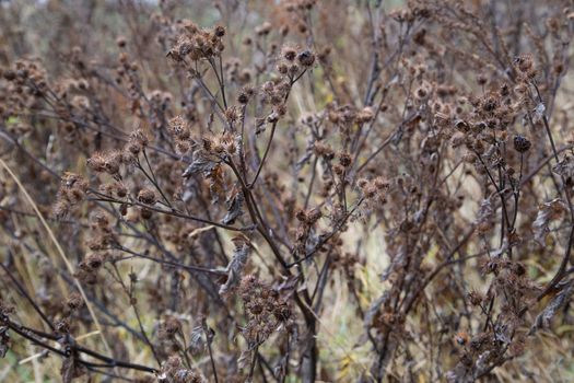 dry burdock thickets at daylight, close-up with selective focus.