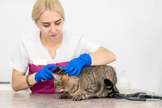 young beautiful girl a veterinarian examines a cat's ears with an otoscope. Cat is not happy.
