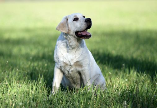 a yellow labrador playing in the park