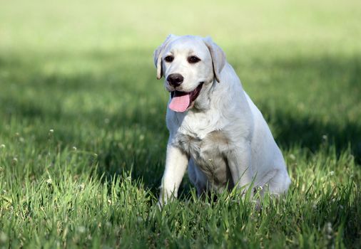 yellow labrador playing in the park