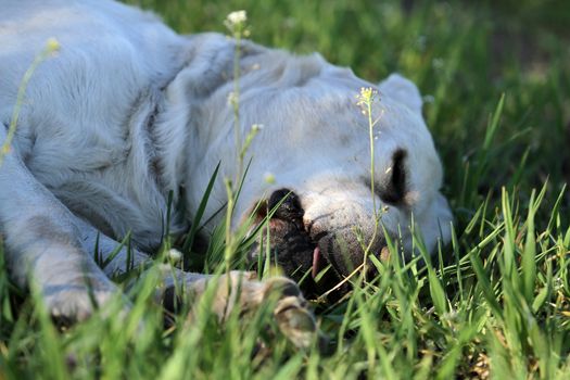 a sweet yellow labrador playing in the park