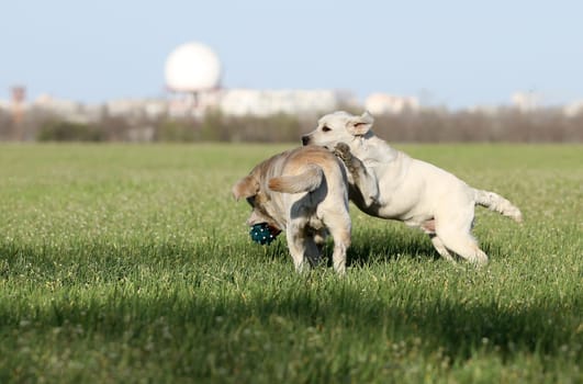 two sweet yellow labradors playing in the park