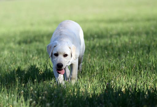 the sweet yellow labrador playing in the park