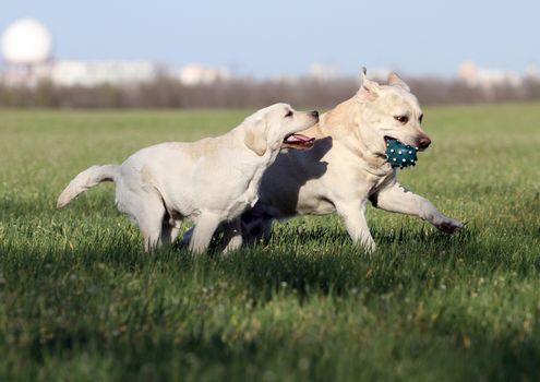 two lovely nice sweet yellow labradors playing in the park