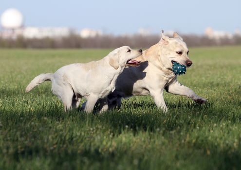 two lovely nice sweet yellow labradors playing in the park