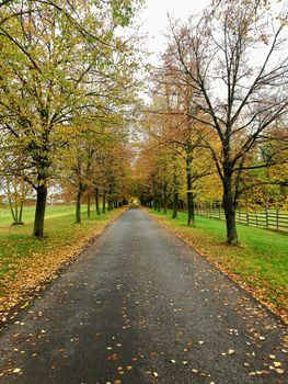 Autumn alley path in the park among deciduous tree with fallen orange leaves.