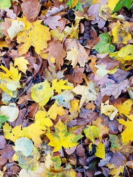 Full frame background with autumn colored fallen brown, yellow and orange leaves.