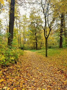 Walking path in deciduous forest covered with fallen autumn orange leaves.