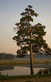 Lonely pine on the shore of the pond. A tree by the lake.