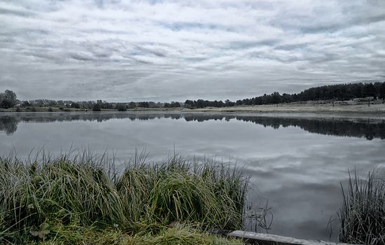 Vegetation near the reservoir. Grass by the shore of the lake.
