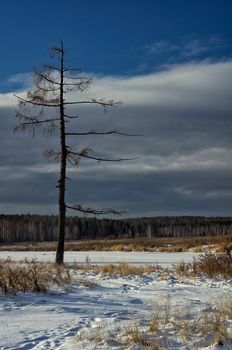 Winter and snow, pine tree by the road among snow and dry grass.