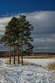 Winter and snow, pine tree by the road among snow and dry grass.