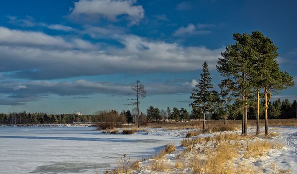 Winter and snow, pine tree by the road among snow and dry grass.