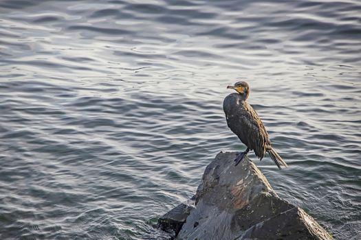 cormorant on cliffs in the sea